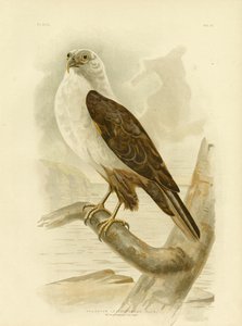 व्हाइट-ब्रेस्टेड सी ईगल, 1891 द्वारा ग्रेसियस ब्रोइनोवस्की