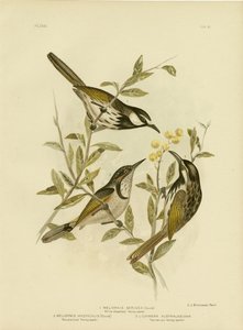 व्हाइट-चेकेड हनीटर, 1891 द्वारा ग्रेसियस ब्रोइनोवस्की