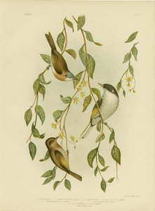 व्हाइट-थ्रोटेड हनीटर, 1891 द्वारा ग्रेसियस ब्रोइनोवस्की