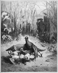 L'lark et ses petits avec le maitre d'une champ - द लार्क एंड हर यंग ओन्स विद द ओनर ऑफ़ ए फील्ड - 'फेबल्स' से जीन डे ला फोंटेन (लाफोंटेन) (1621-95) - गुस्ताव डोर के बाद उत्कीर्णन ( १८३२-८३) - निजी संग्रह द्वारा गुस्ताव (बाद में) डोर