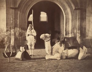 ऊंट लेटा, c.1866 (फोटोग्रावुर)