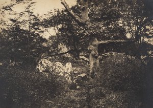 फॉनटेनब्लियू, 1849-52 में चट्टानों में ओक। द्वारा गुस्ताव लेग्रे
