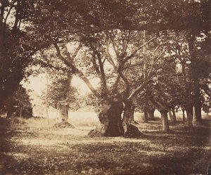 हॉलो ओक ट्री, फॉनटेनब्लियू, 1855-57। द्वारा गुस्ताव लेग्रे