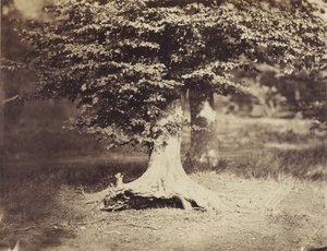 बीच ट्री, c.1855-7 (b/w फोटो) द्वारा गुस्ताव लेग्रे
