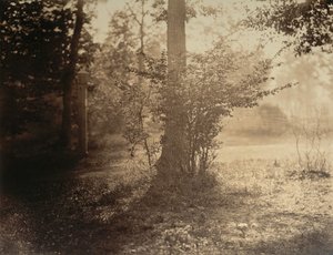 ट्री स्टडी, फॉनटेनब्लियू के वन, सीए। 1856. द्वारा गुस्ताव लेग्रे