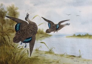 प्रशांत काले बत्तख द्वारा HH Calvert