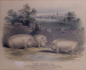 विंडसर कैसल में प्रिंस अल्बर्ट द्वारा तीन पुरस्कार सूअर, (एच। स्टैफोर्ड द्वारा उकेरा गया (fl.1829) 1843 द्वारा एच। स्ट्रैफ़ोर्ड