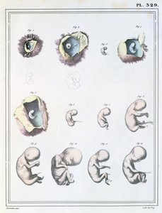 जूल्स क्लोक्वेट (1790-1883) द्वारा &39;फ्रीम, 1825-1883&39; में &39;मैन्यूल डी&39;नाटॉमी डिस्क्रिप्टिव डू कॉर्प्स ह्यूमेन&39; से भ्रूण के विकास के चरणों को दर्शाने वाला चित्र द्वारा Haincelin