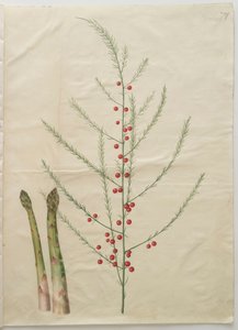 एल्बम गॉटोरर कोडेक्स से शतावरी officinalis, c.1650 (चर्मपत्र पर गौचे) द्वारा हंस साइमन होल्त्ज़बेचर