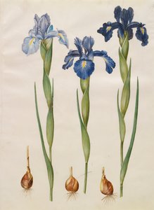 एल्बम गॉटोरफर कोडेक्स से आईरिस xiphiodes, c.1650 (चर्मपत्र पर गौचे)