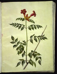  द्वारा मारिया सिबला मेरियन