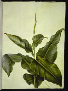  द्वारा मारिया सिबला मेरियन