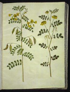 कोलुटिया आर्बोरेसेंस (सामान्य ब्लैडरवॉर्ट); हिप्पोक्रेपिस एमेरस (झाड़ी-घोड़े की नाल) द्वारा हंस-साइमन होल्त्ज़बेकर