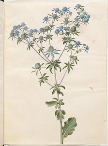 फ्लैट इरिंजियम (हैव-मैंडस्ट्रो) द्वारा मारिया सिबला मेरियन