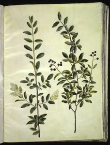 लिगस्ट्रम वल्गारे (कॉमन प्रिवेट)