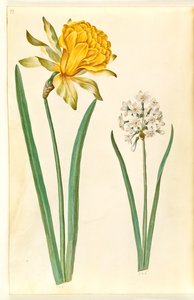 नार्सिसस स्यूडोनार्सिसस (डैफोडिल); नार्सिसस ताज़ेटा (ताज़ेट) द्वारा मारिया सिबला मेरियन