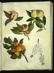प्रूनस पर्सिका (आड़ू); प्रूनस आर्मेनियाका (सामान्य खुबानी) द्वारा मारिया सिबला मेरियन