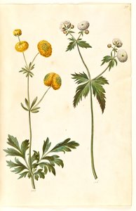 रैनुनकुलस एक्रिस (सोने का बटन बटरकप); रैननकुलस एकोनिटिफोलियस (सिल्वर बटन बटरकप) द्वारा हंस-साइमन होल्त्ज़बेकर