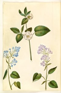 रोज़ा () (गुलाब); सिरिंज वल्गेरिस (सामान्य सॉरेल) द्वारा मारिया सिबला मेरियन