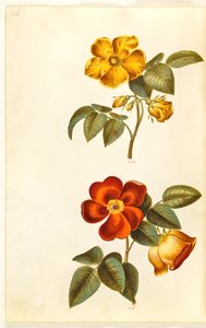 रोजा फोटिडा (पीला गुलाब); रोज़ा फोटिडा (तुर्की गुलाब) द्वारा मारिया सिबला मेरियन