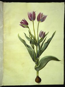 ट्यूलिपा गेसनेरियाना (हैव-ट्यूलिपन) द्वारा मारिया सिबला मेरियन