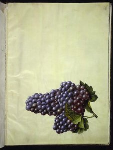 विटिस विनीफेरा (सामान्य वाइन) द्वारा मारिया सिबला मेरियन