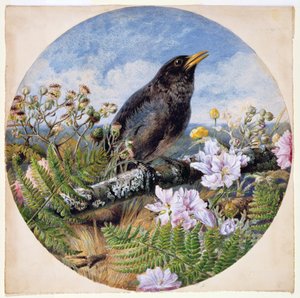 ब्लैकबर्ड, 1864 (डब्ल्यूसी, गौचे, गम अरबी कागज पर
