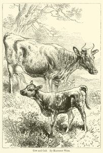 गाय और बछड़ा