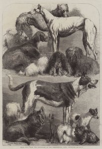 कृषि हॉल, इस्लिंगटन में प्रदर्शनी से पुरस्कार कुत्ते द्वारा Harrison William Weir