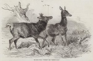 द रॉयल स्टैग्स, वुडमैन एंड फार्मर ग्लोरी