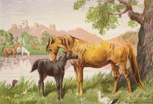  द्वारा हैरिसन विलियम वियर