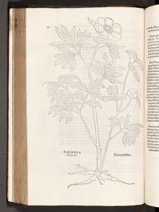 BT3.267.5 p.311 Paeony, उल्लेखनीय लिनहार्ट फ़ुच्स द्वारा, 1542 पौधों टिप्पणियों के इतिहास से द्वारा हेनरिक और मेयर, अल्बर्ट फुलमौरर