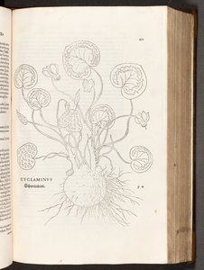 BT3.267.5 p.51 Primrose, उल्लेखनीय लिनहार्ट फ़ुच्स द्वारा, 1542 पौधों टिप्पणियों के इतिहास से द्वारा हेनरिक और मेयर, अल्बर्ट फुलमौरर