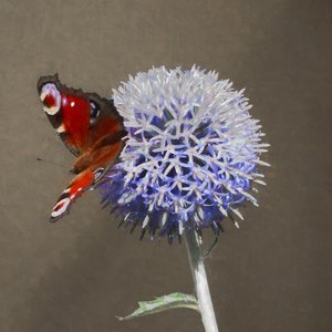ब्लू थीस्ल पर मयूर, 2018 द्वारा हेलेन व्हाइट