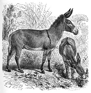 अफ्रीकी जंगली गधा, c1900