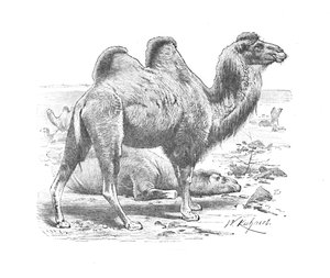 बैक्ट्रियन कैमल, c1900