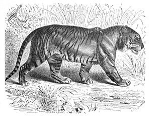 बंगाल टाइगर, c1900 द्वारा हेलेना जे मगुइरे