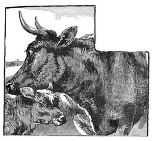 गाय और बछड़ा, c1900 द्वारा हेलेना जे मगुइरे