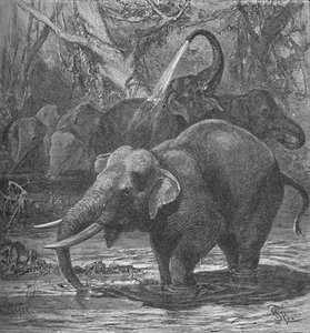 भारतीय हाथी स्नान, c1900 द्वारा हेलेना जे मगुइरे
