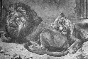 शेर और शेरनी, c1900