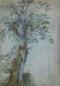 एक पेड़ का अध्ययन, 1597-99 (गहरे भूरे रंग की स्याही में कलम, wc और बॉडी कलर में ब्रश, नीले रंग से सफेद के साथ बढ़े हुए) द्वारा हेंड्रिक गोल्ट्जियस