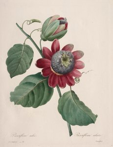 सबसे सुंदर फूलों की पसंद ... सबसे सुंदर फल: पैशनफ्लावर पंख वाले, 1827। द्वारा पियरे जोसेफ रेडाउट