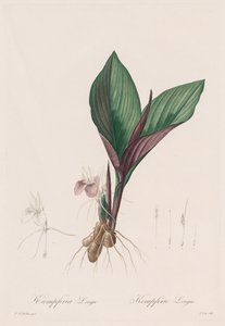 लेस लिलियाकस: केम्फेरिया लोंगा, 1802-1816। द्वारा पियरे जोसेफ रेडाउट