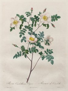 लेस रोजेस: पिंक कैंडोलिना एलिगेंस, 1817-1824। द्वारा पियरे जोसेफ रेडाउट