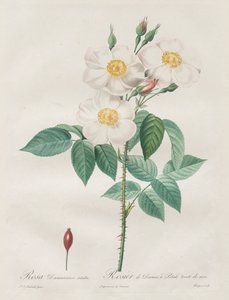 लेस रोज़ेज़: रोजा दमस्कैना, सबालबा, 1817-1824। द्वारा पियरे जोसेफ रेडाउट