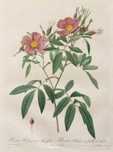 द रोसेस: रोजा हुड्सोनियाना सैलिसिफोलिया, 1817-1824। द्वारा पियरे जोसेफ रेडाउट