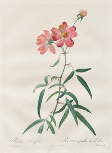 द रोसेस: रोजा लोंगिफोलिया, 1817-1824। द्वारा पियरे जोसेफ रेडाउट