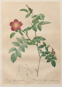 द रोसेस: अल्पाइन रोज पेंडुलिना, 1817-1824। द्वारा पियरे जोसेफ रेडाउट