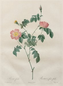 लेस रोज़ेज़: रोजा इंडिका, 1817-1824। द्वारा पियरे जोसेफ रेडाउट