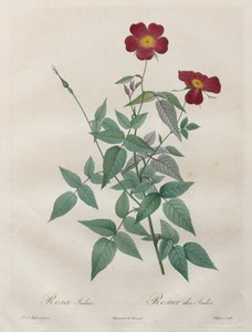 द रोसेस: रोजा इंडिका, 1817-1824। द्वारा पियरे जोसेफ रेडाउट